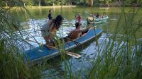 Krummweiher 034